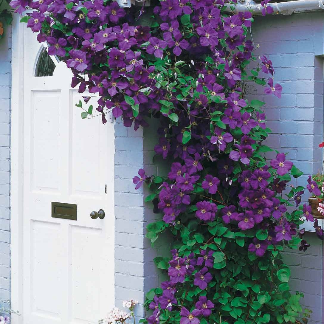 Bosrank 'Jackmanii' - Clematis Jackmanii