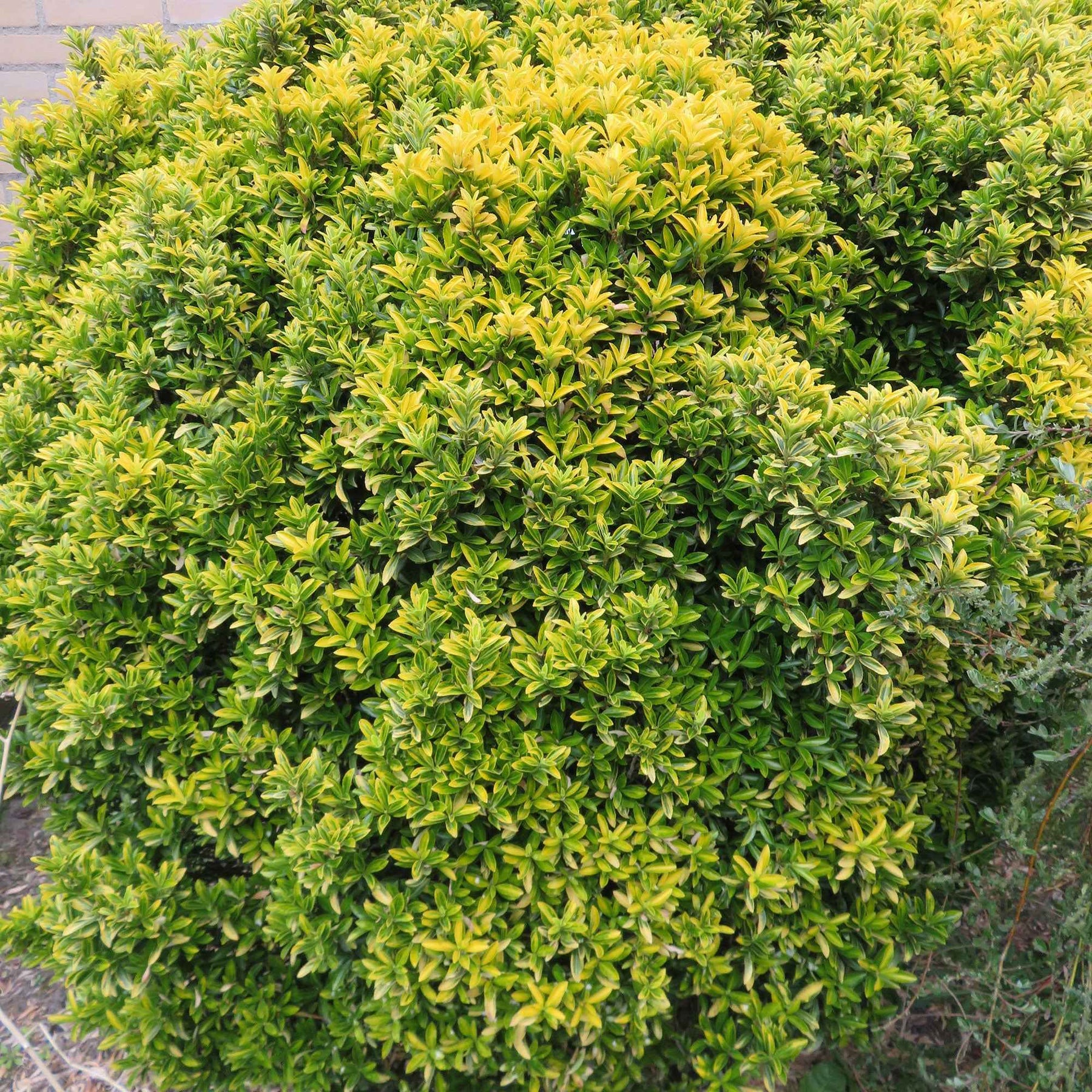 Japanse kardinaalsmuts 'Microphyllus Aureovariegatus' - Willemse