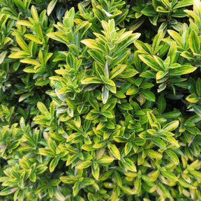 Euonymus japonicus microphyllus Aureovariegatus - Japanse kardinaalsmuts 'Microphyllus Aureovariegatus' - Bloeiende heesters