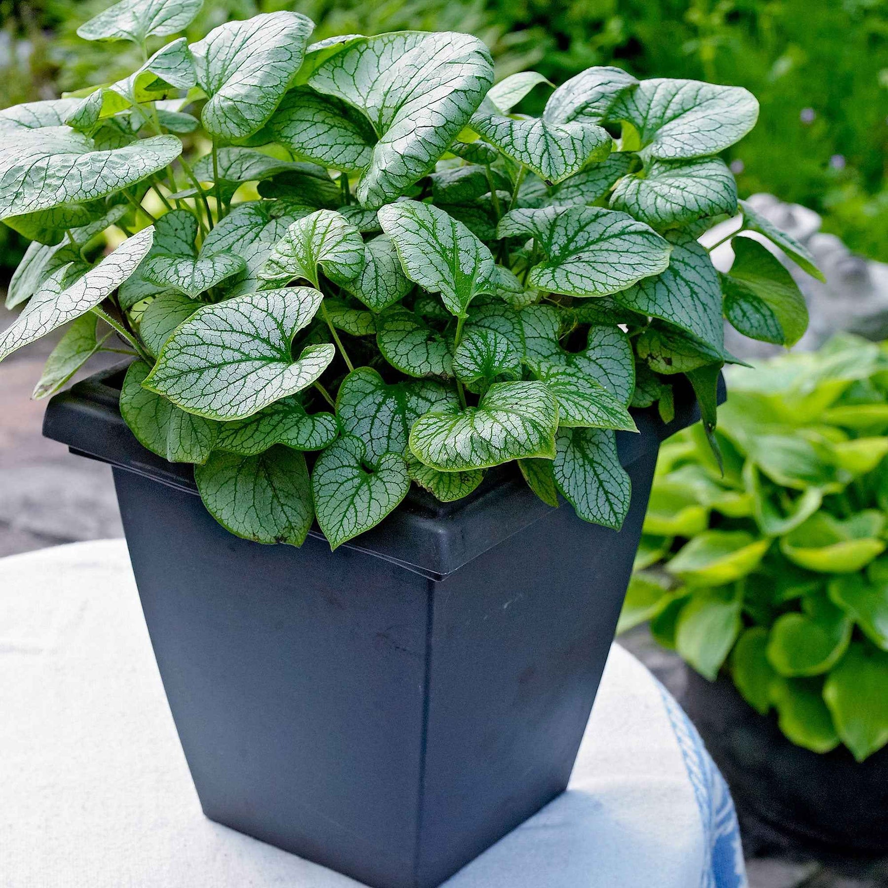 Kaukasische vergeet-mij-nietje 'Jack Frost' - Willemse