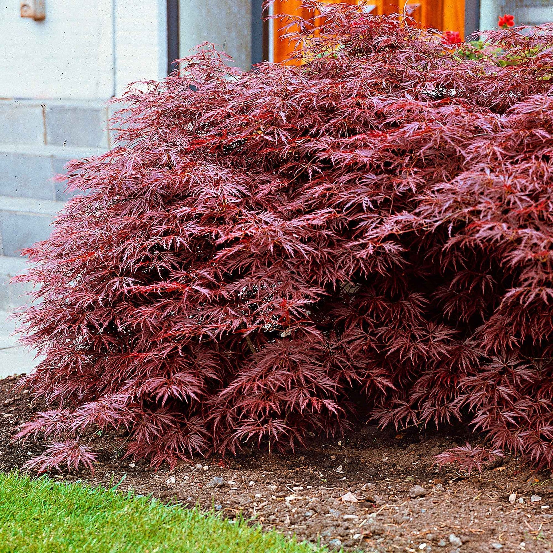 Acer palmatum dissectum Garnet - Japanse esdoorn 'Garnet' - Japanse esdoorn