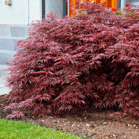 Acer palmatum dissectum Garnet - Japanse esdoorn 'Garnet' - Japanse esdoorn