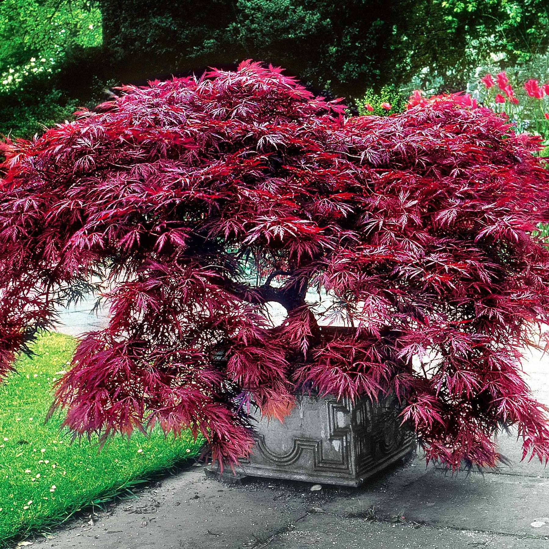 Japanse esdoorn - Japanse esdoorn 'Garnet' - Acer palmatum dissectum Garnet