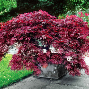 Japanse esdoorn - Japanse esdoorn 'Garnet' - Acer palmatum dissectum Garnet