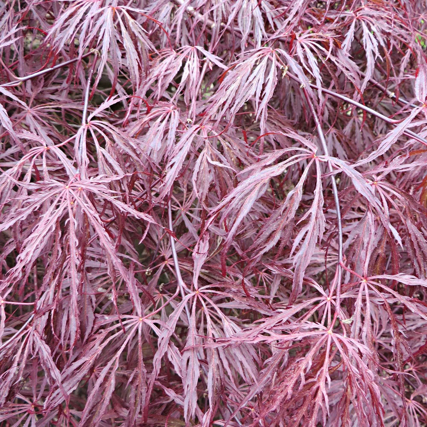 Verkoop Japanse esdoorn 'Garnet' - Acer palmatum dissectum Garnet