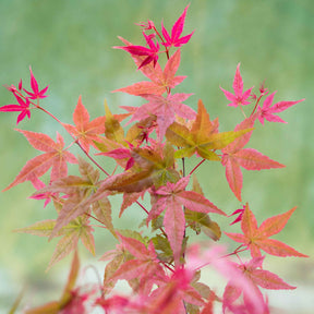 Japanse esdoorn 'Beni-maiko' - Acer palmatum Beni Maiko - Willemse