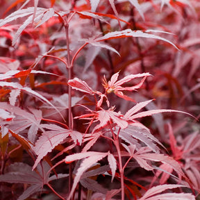 Verkoop Japanse esdoorn 'Shaina' - Acer palmatum Shaina