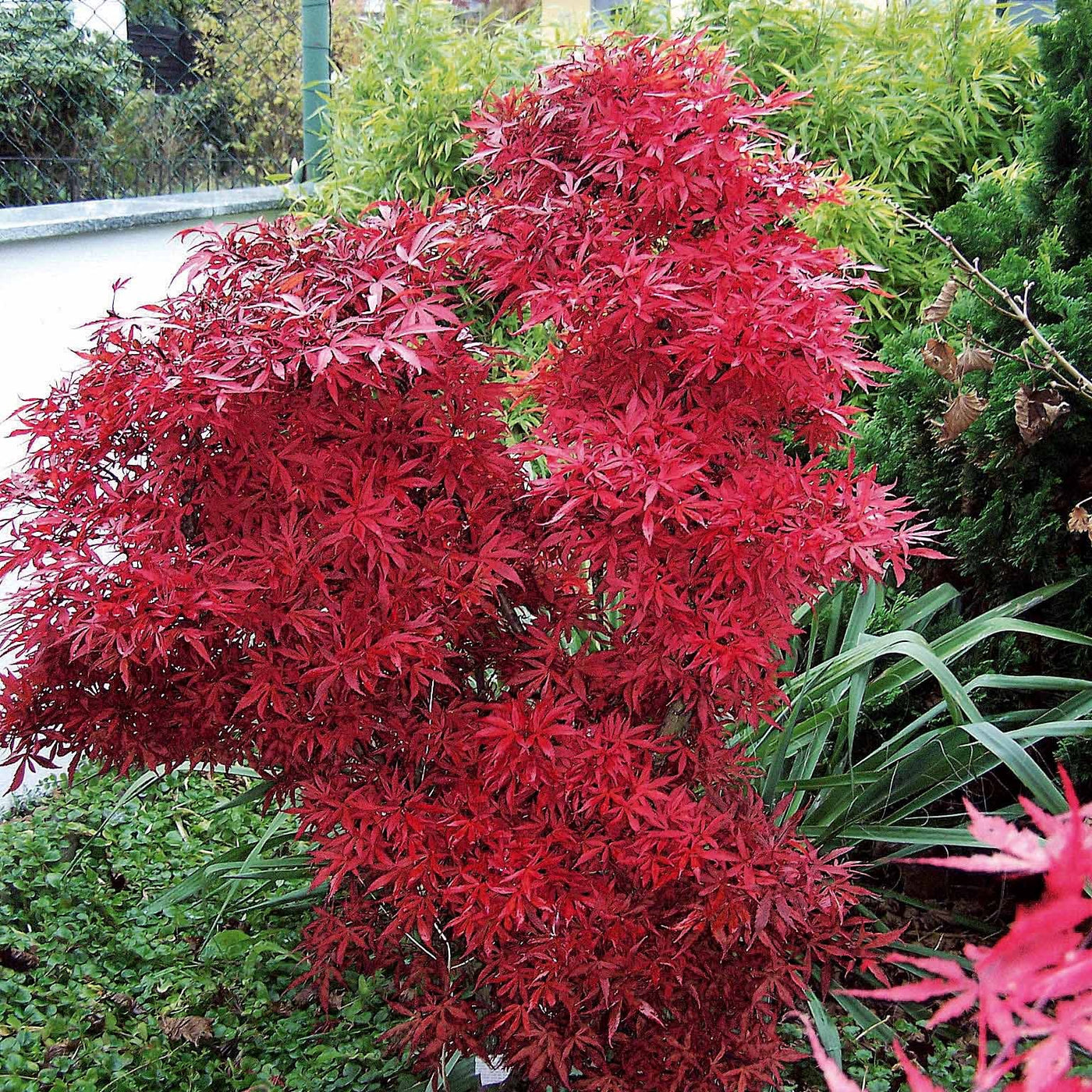 Acer palmatum Shaina - Japanse esdoorn 'Shaina' - Japanse esdoorn