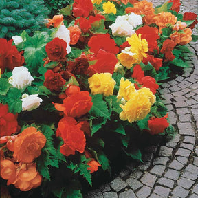 Dubbelbloemige Begonia Mix (x24) - Begonia tuberhybrida - Begonia's - Begonia