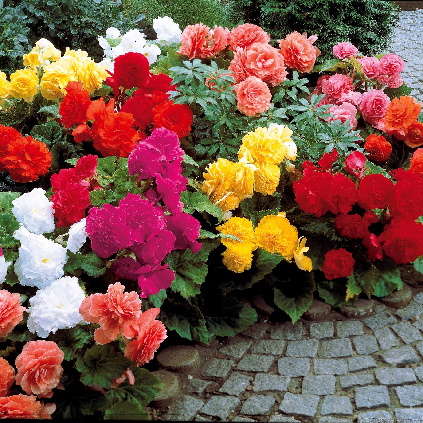 Dubbelbloemige Begonia Mix (x24) - Begonia tuberhybrida