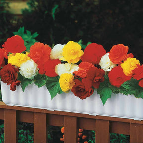 Dubbelbloemige Begonia Mix (x24) - Begonia tuberhybrida