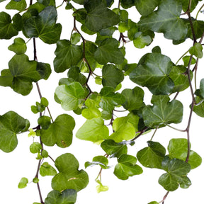 Klimop 'Wonder' - Hedera helix wonder - Willemse