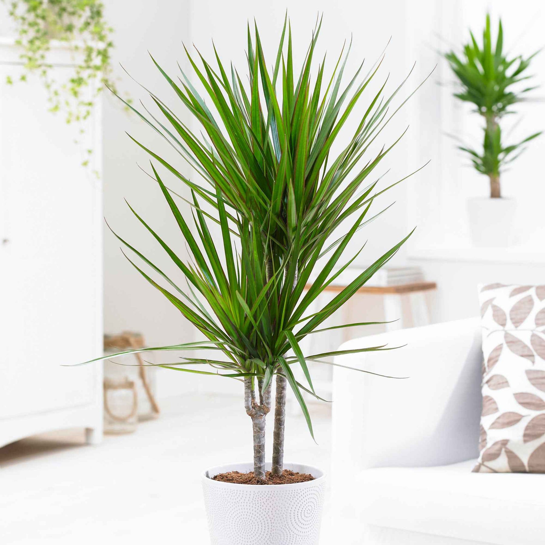 Dracaena marginata - Drakenbloedboom - Dracaena