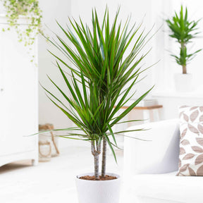 Dracaena marginata - Drakenbloedboom - Dracaena