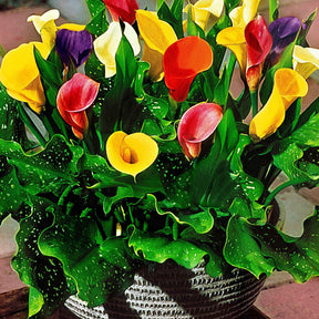 Aronskelk - Mix geel + rood + roze (x3) - Zantedeschia 'summer time' - Willemse
