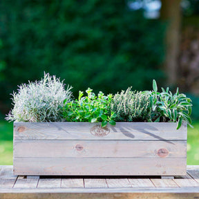 Tijm - Tijm 'Compactus' - Thymus vulgaris compactus