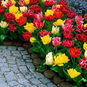 Dubbelbloemige tulp Mix 'Murillo' - Tulipa murillo - Willemse