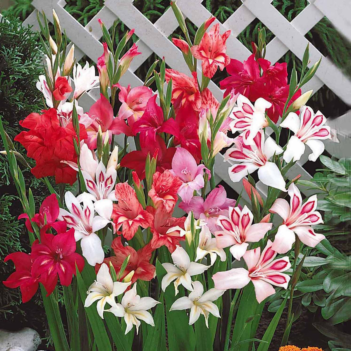 Dwerggladiool Mix (x20) - Gladiolus nanus - Willemse