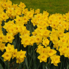 Narcissus 'dutch master' - Narcis 'Dutch Master' (x5) - Narcissen