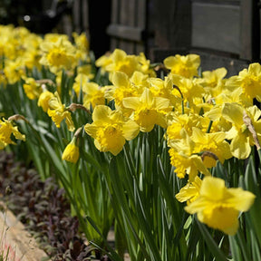 Narcis 'Dutch Master' (x5) - Willemse