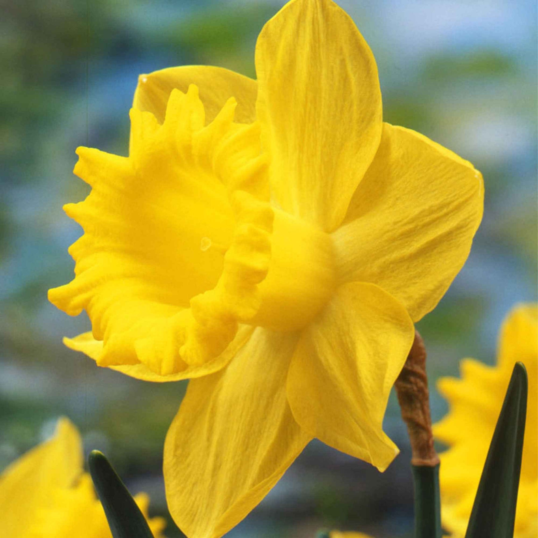 Narcissen - Narcis 'Dutch Master' (x5) - Narcissus 'dutch master'