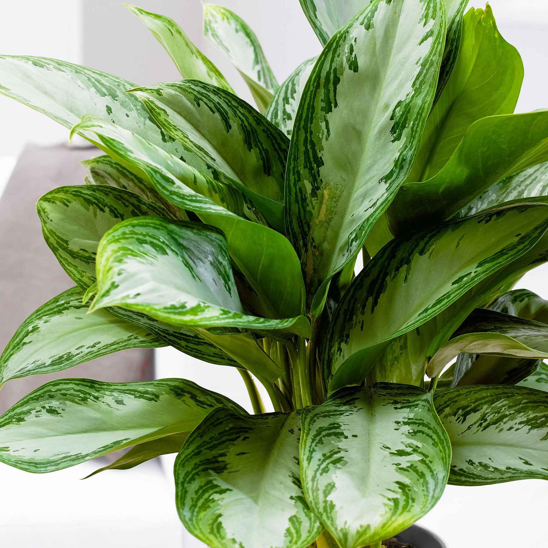 Chinese evergreen 'Silver Bay' - Aglaonema silver bay - Willemse