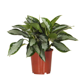 Aglaonema silver bay - Chinese evergreen 'Silver Bay' - Groene kamerplanten voor interieur