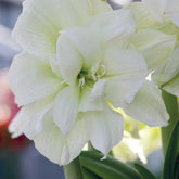 Amaryllis 'White Nymph' - Amaryllis white nymph - Amaryllis