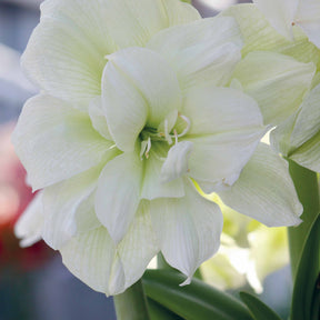 Amaryllis 'White Nymph' - Amaryllis white nymph - Amaryllis