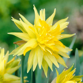Narcis 'Rip van Winkle' (x5) - Narcissus Rip van Winkle - Willemse