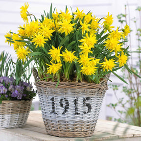 Narcis 'Rip van Winkle' (x5) - Willemse