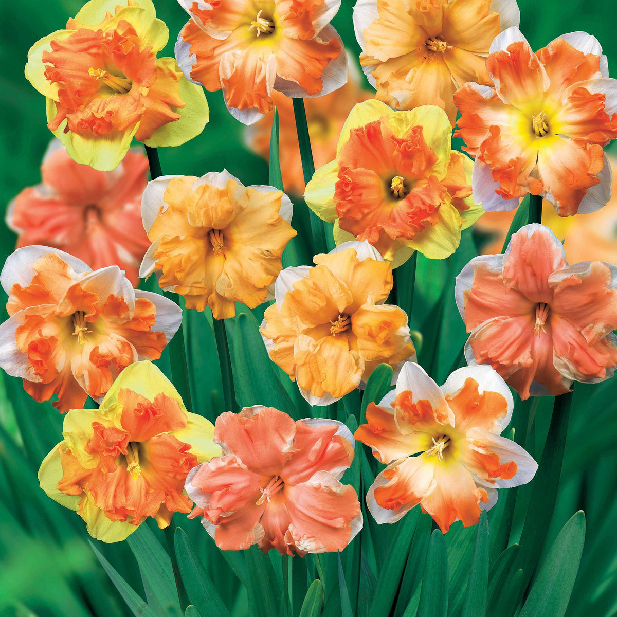 Vlinderbloemige narcis Mix (x10) - Narcissus - Voorjaarsbloeiers