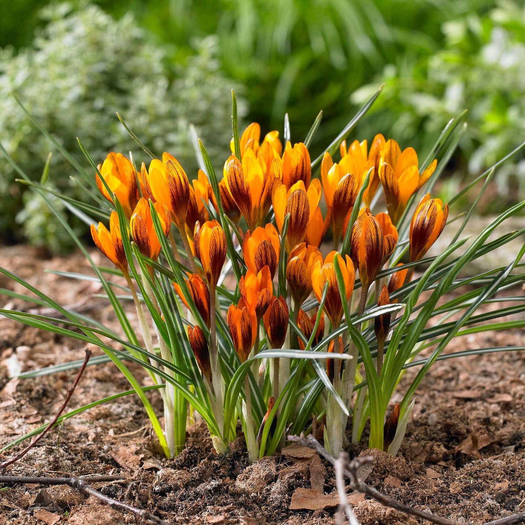 Krokus 'Orange Monarch' (x15) - Crocus chrysanthus orange monarch - Willemse
