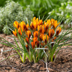 Krokus 'Orange Monarch' (x15) - Crocus chrysanthus orange monarch - Willemse