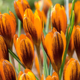 Krokus 'Orange Monarch' (x15) - Crocus chrysanthus orange monarch - Krokussen