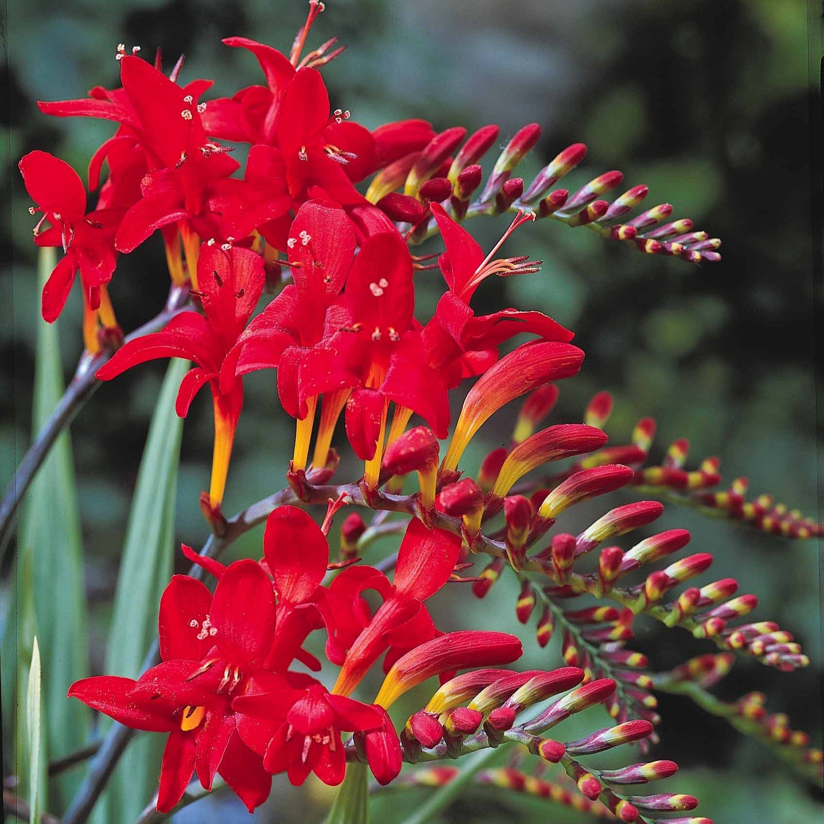 Verkoop Crocosmia 'Lucifer' (x15) - Crocosmia red