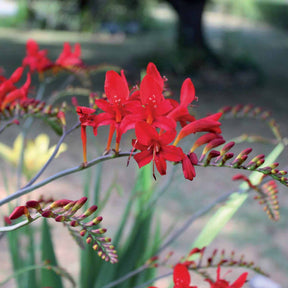Crocosmia 'Lucifer' (x15) - Crocosmia red