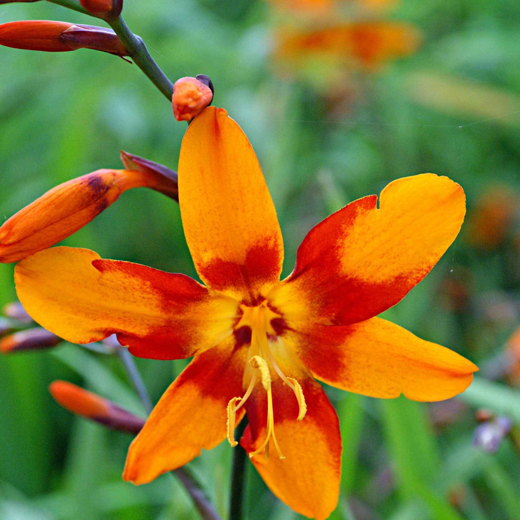 Crocosmia - Montbretia - Crocosmia 'Emily McKenzie' - Crocosmia Emily Mckenzie