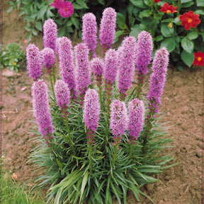 Lampenpoetser (x25) - Liatris spicata - Willemse