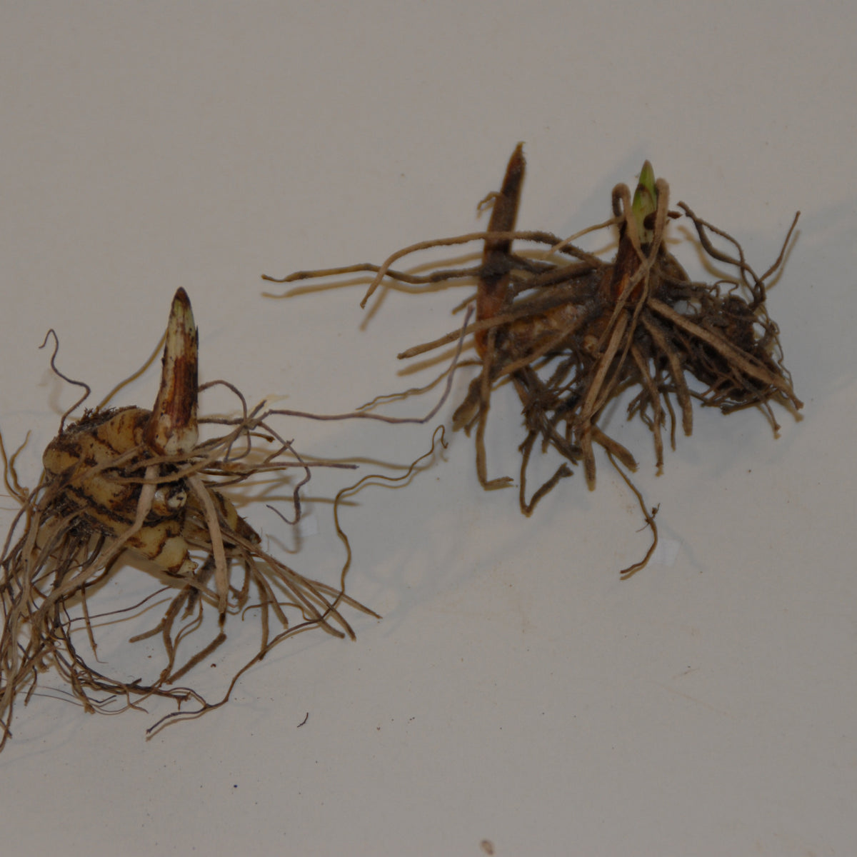 Tuinorchidee 'Tongariro' - Pleione tongariro