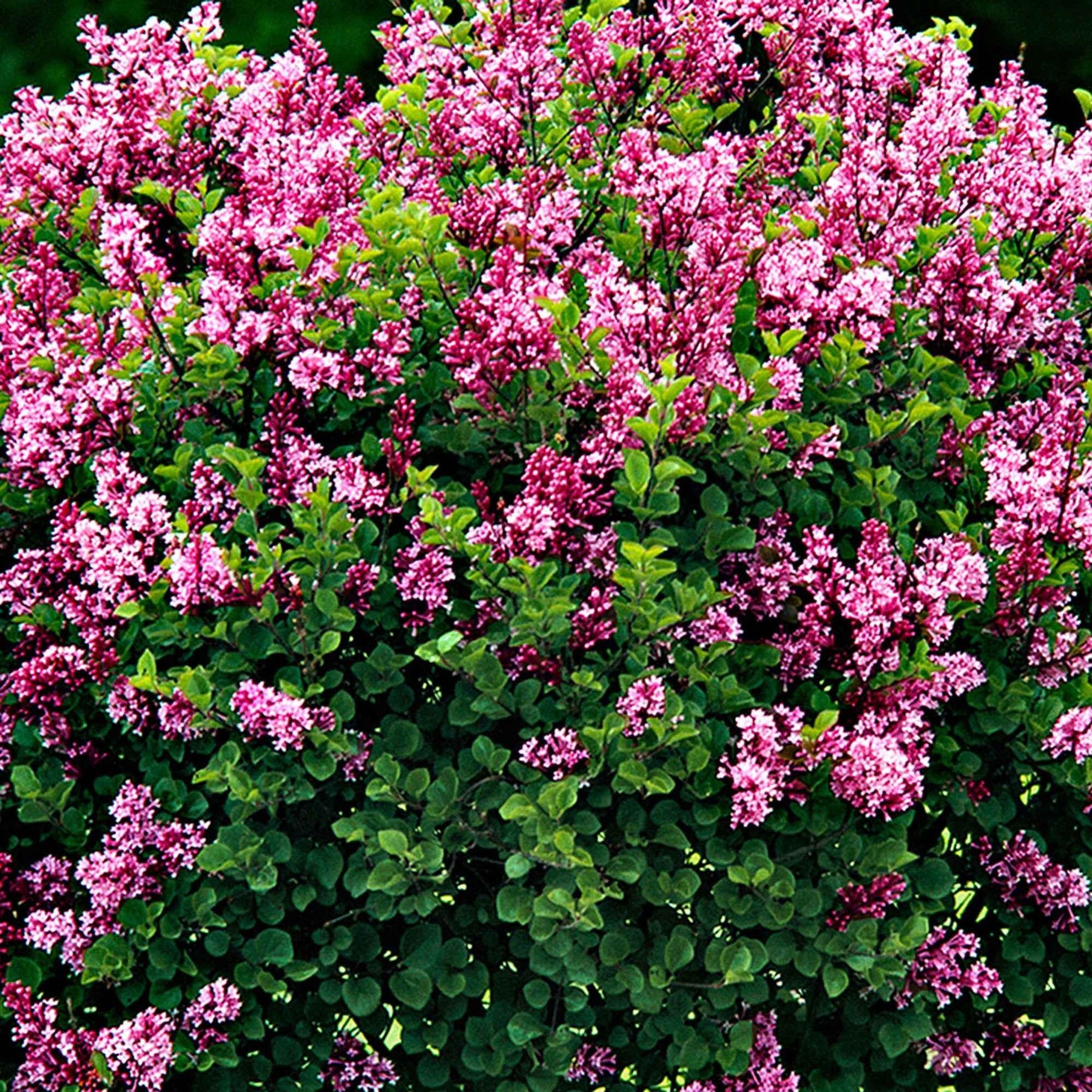 Syringa meyeri  palibin - Dwergsering 'Palibin' - Bloeiende heesters