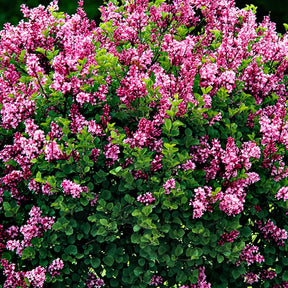 Syringa meyeri  palibin - Dwergsering 'Palibin' - Bloeiende heesters