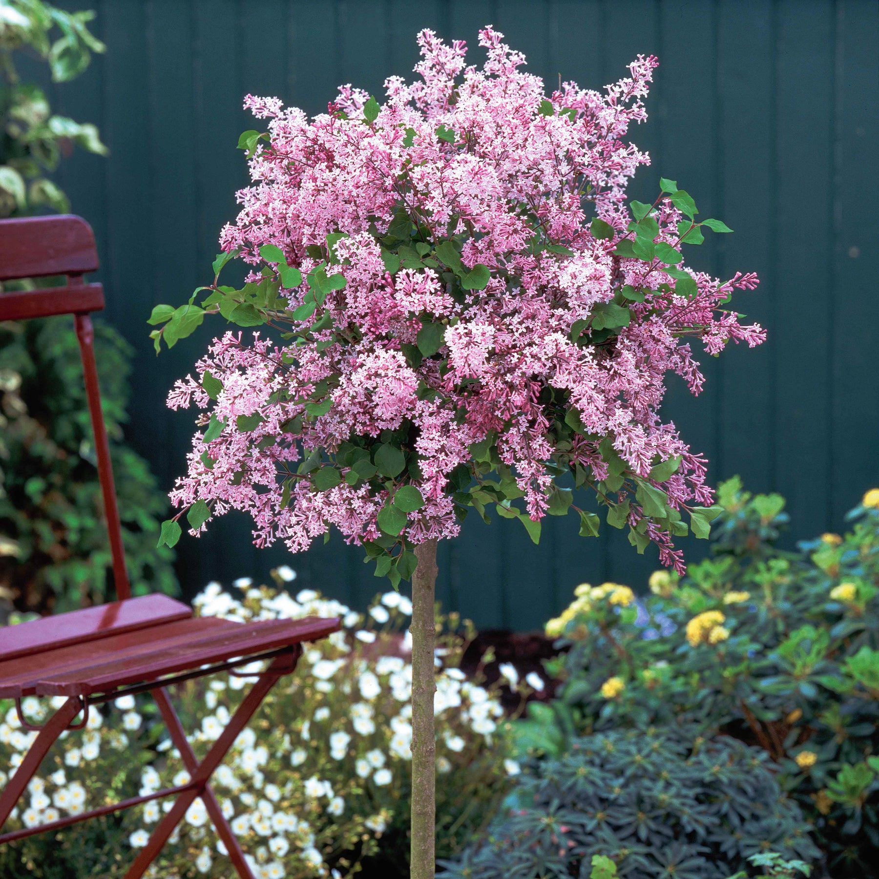 Dwergsering 'Palibin' - Syringa meyeri  palibin - Sierheesters