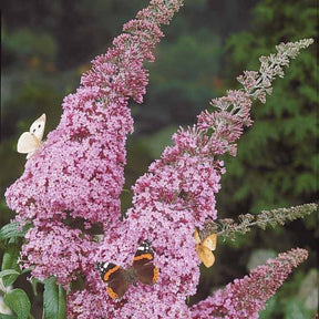 Vlinderstruik 'Pink Delight' - Buddleja davidii pink delight - Vlinderstruiken en bijenplanten