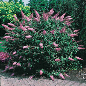 Vlinderstruik 'Pink Delight' - Buddleja davidii pink delight - Vlinderstruik - Buddleja