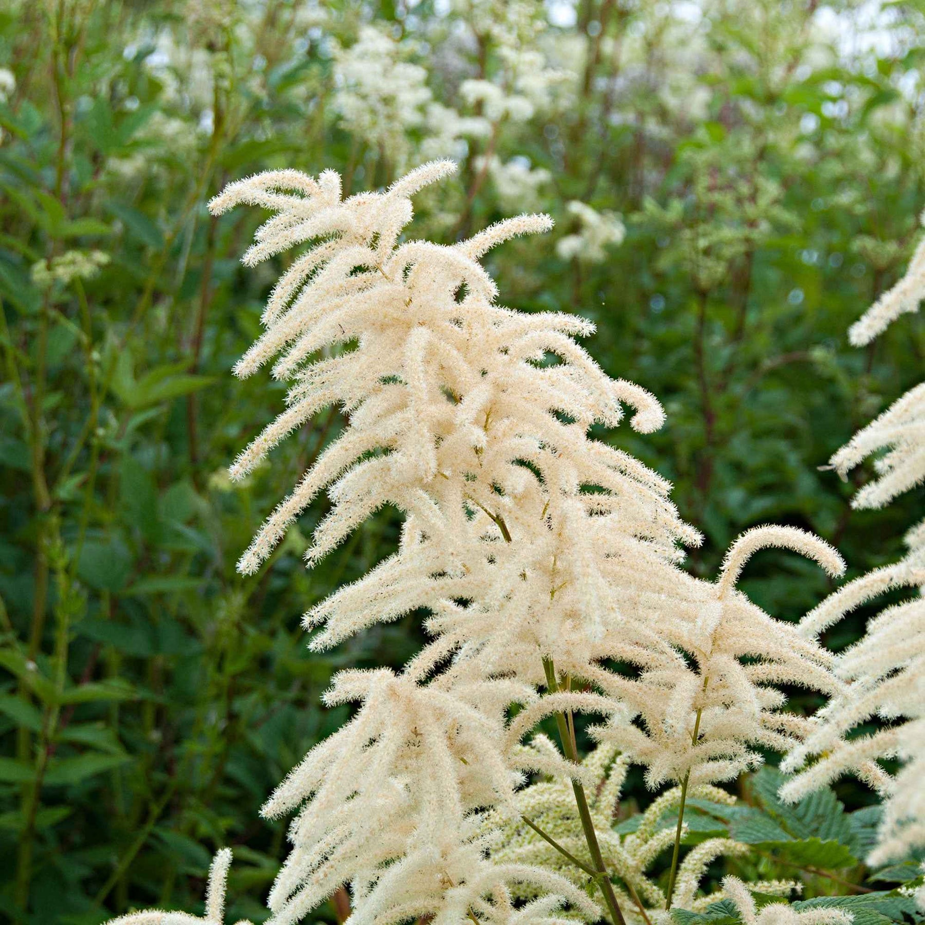 Aruncus dioicus - Geitenbaard - Naakte wortels