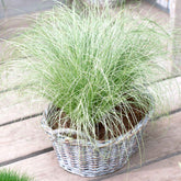 Zegge 'Frosted Curls' - Willemse