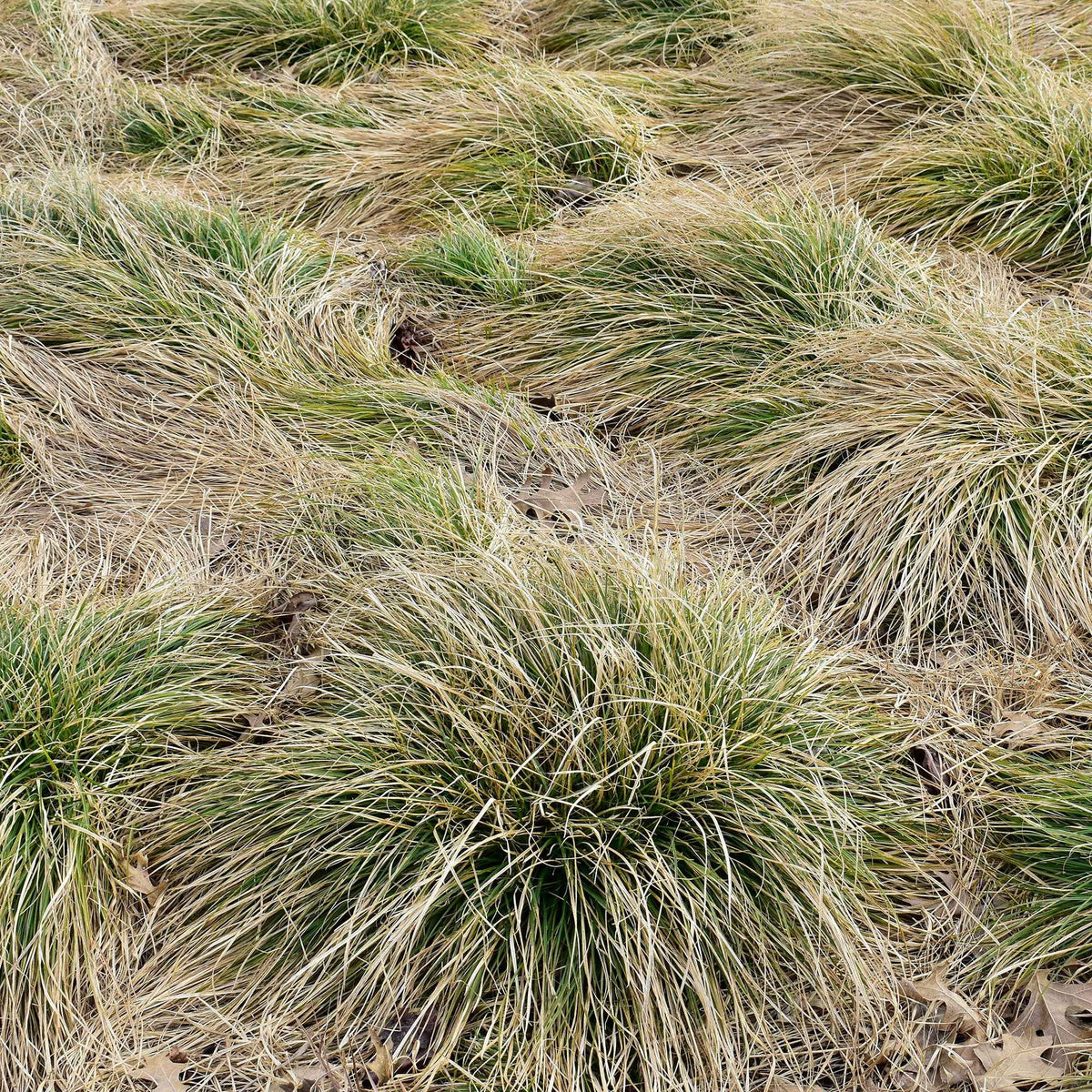 Carex comans frosted curls - Zegge 'Frosted Curls' - Zegge