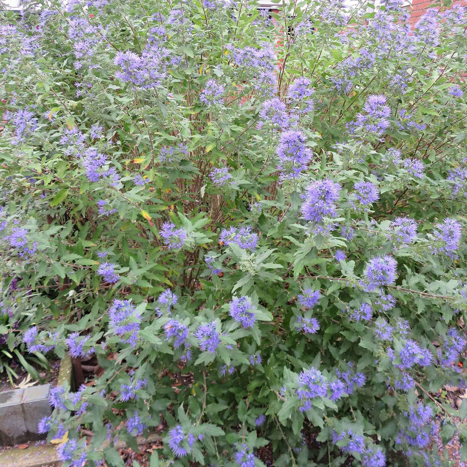 Caryopteris 'Heavenly Blue' - Willemse
