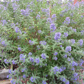 Caryopteris 'Heavenly Blue' - Willemse